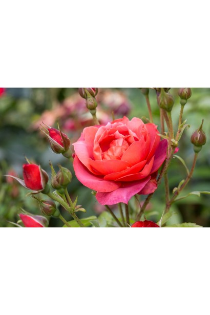 Троянда флорібунда червона - класична форма бутону